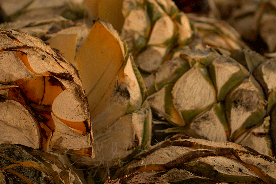 MAPLE MEZCAL AMOR APACHE